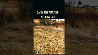 Daisy the Amazing Yellow Lab in Chasing Bubbles
