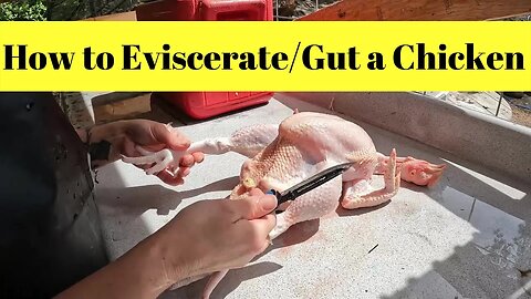 How to Eviscerate/Gut a Chicken.