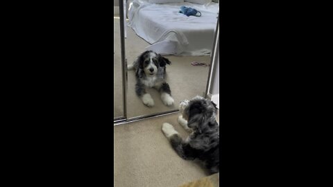 berniedoodle barks at itself in the mirror