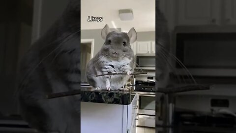 Cute chinchilla / funny animals / funny videos / cute pets