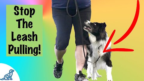 How to leash train your dog not to pull,dog loose lead training