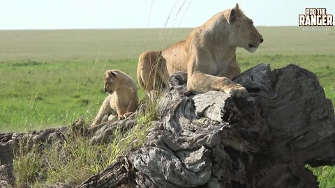 Marsh Pride Lioness And Cubs | Maasai Mara Lions | Zebra Plains