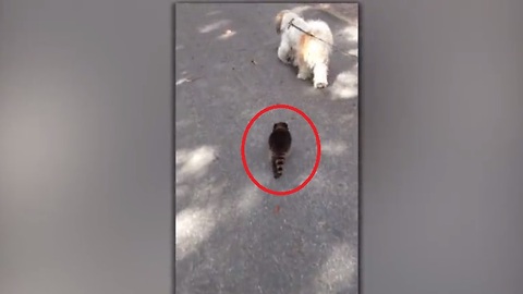 This Dog Found An Unusual Walking Partner In This Young Raccoon