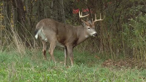 How to Identify and Hunt Deer Bedding Areas | Deer & Deer Hunting TV