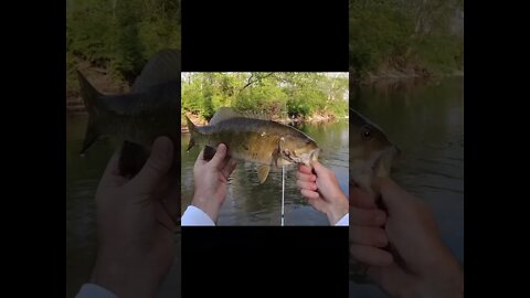 Crushing HUGE smallmouth bass (short version)