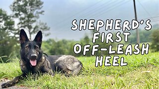 Sable Shepherd's 1st Off-Leash Heel! Expert Dog Training