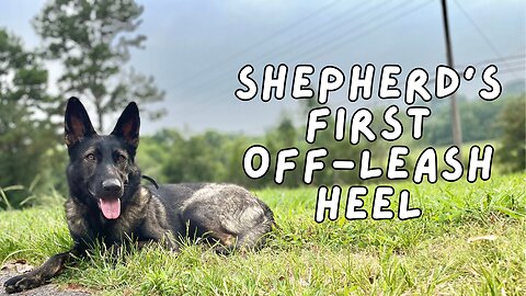 Sable Shepherd's 1st Off-Leash Heel! Expert Dog Training