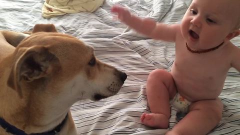 Baby thrilled to receive kisses from doggy friend