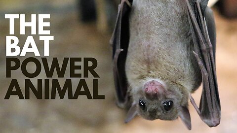 The Bat Power Animal