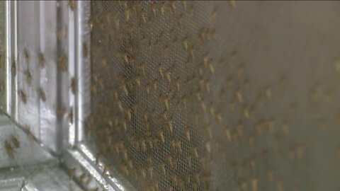 Mosquito Control center in Pasco County keeps close watch on mosquito population