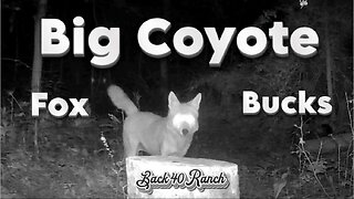 Big Coyote got wind of something he didnt like!