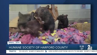 Gerbils up for adoption at the Humane Society of Harford County