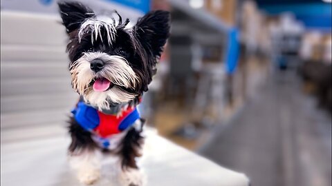 Cute Small Dog Does Extended Sit in the Store!