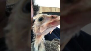 Injured guinea fowl baby improving and soooo cute 🥰