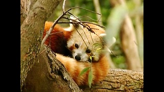 Baby Red Panda Twins