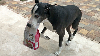 Great Dane helps owners deliver groceries