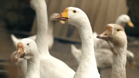 Flock of Geese on Farm