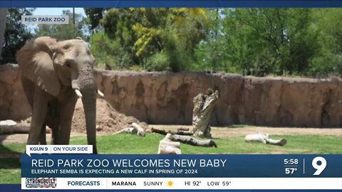 Reid Park Zoo shares elephant-sized Mother's Day announcement