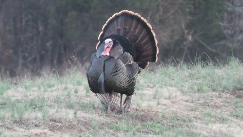 Southern Illinois Spring Pond Wildlife