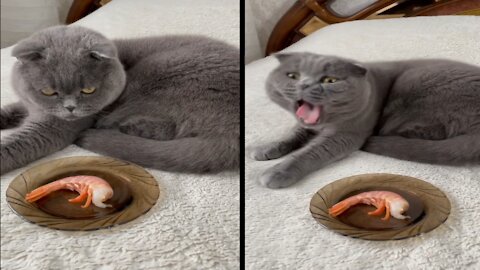 Hungry Cat Throw up after watching shrimp as a dinner
