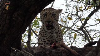 Female Leopard Eats Impala In A Tree