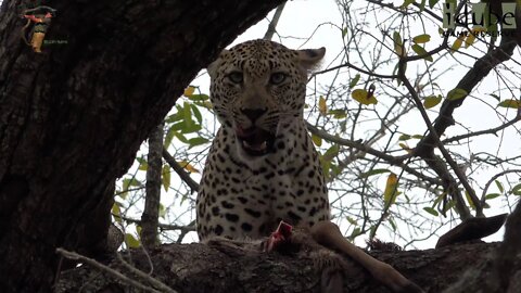 Female Leopard Eats Impala In A Tree