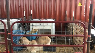 Goat houses in the barn