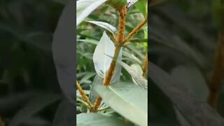 Aphids dude