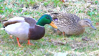 Mallard Duck Drake Keeps Watch While Hen Eats