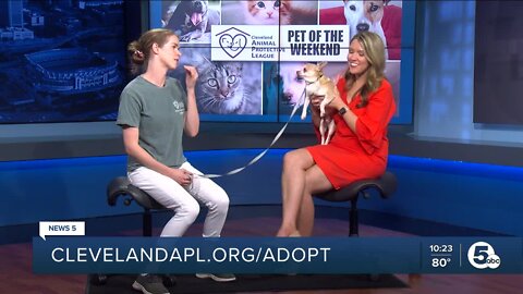Cleveland APL Pet of the Weekend: 7-year-old Chihuahua mix named Gunnar