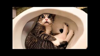 Funny animals 2022 - Cute dogs and cats doing funny things