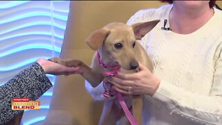 Pet Patrol | Morning Blend