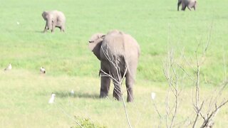 The bull elephant challange