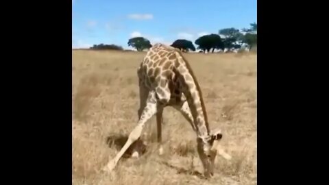 This is how a giraffe🦒🦒🦒 eats grass..