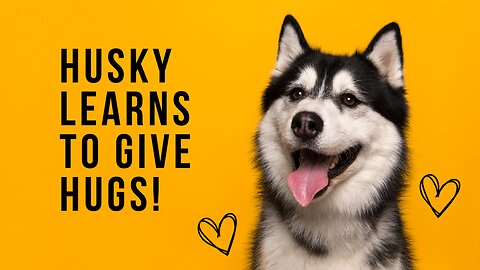 Husky Learns to Give Hugs | Expert Dog Training