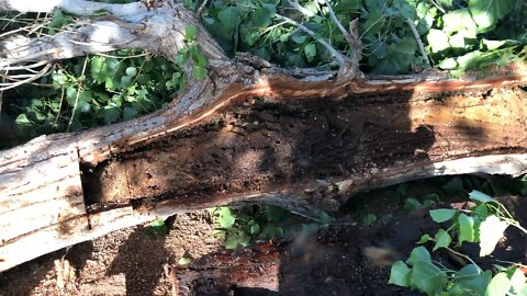 Tree removal after landscapers got attached