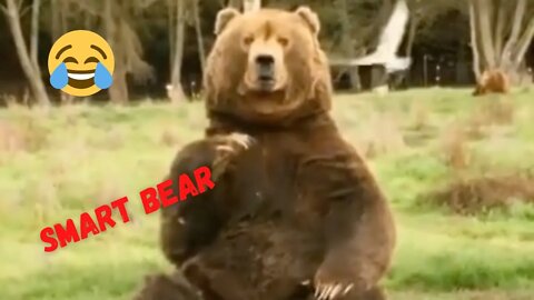 Viral Reel #89 Hello👋 | Funny Bear 😁