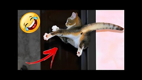 🐈 Who is the boss in the house? 🐕 Funny jokes with cats and dogs 😻