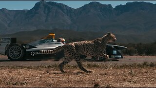 Formula E Car vs Cheetah