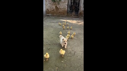 dog chicken chick friend funny