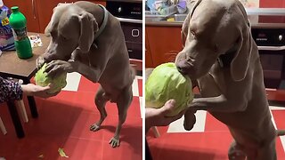 Healthy pup enjoys tasty cabbage snack