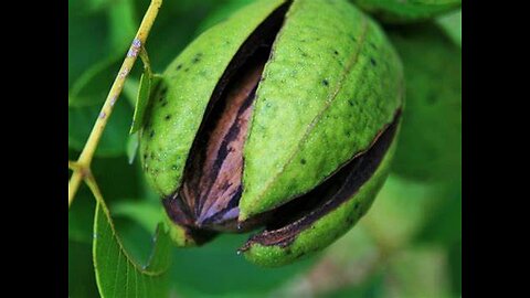 Black Walnut Hull (Juglans nigra)