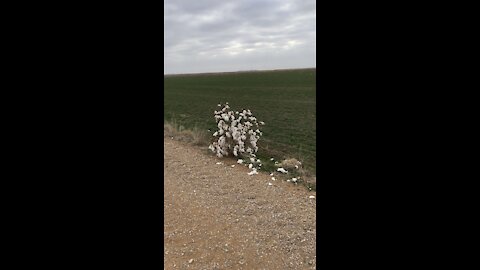 Cotton in the roadside, cotton in the ditch