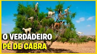 Mistério das cabras que sobem em árvores no Marrocos