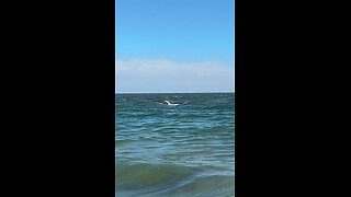 Livestream Highlights | Baby Dolphin Surfing!