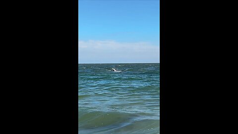 Livestream Highlights | Baby Dolphin Surfing!