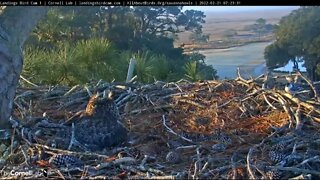 White breasted Nuthatch Stops By 🦉 2/21/22 7:23