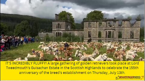 IT'S INCREDIBLY FLUFFY! A large gathering of golden retrievers took place at Lord Tweedmouth's
