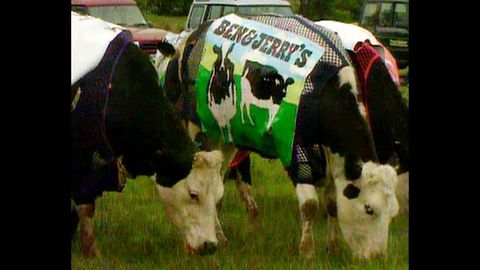 Cow Advertising