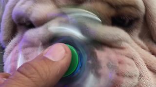 Titon the Bulldog introduced to fidget spinner